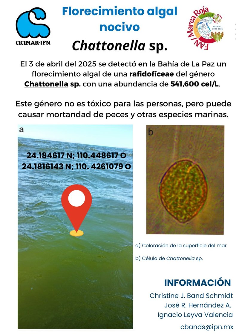 Chattonella