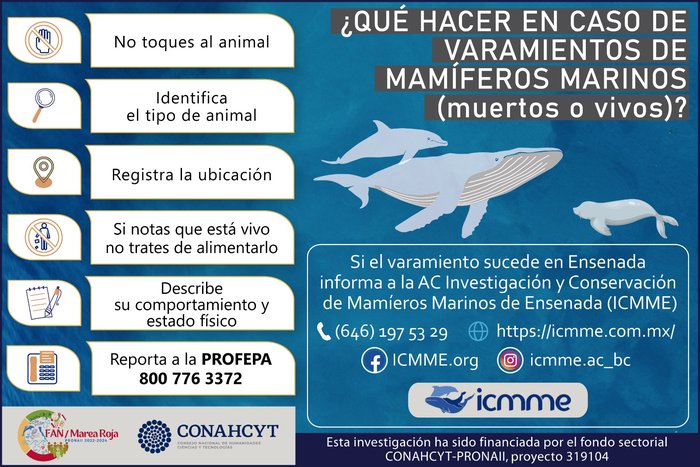 Varamientos de mamíferos marinos
